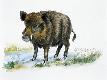 Giclee Print