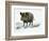 Wild Boar (Sus Scrofa), Suidae, Drawing-null-Framed Giclee Print