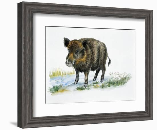 Wild Boar (Sus Scrofa), Suidae, Drawing-null-Framed Giclee Print