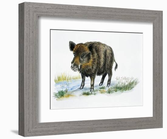 Wild Boar (Sus Scrofa), Suidae, Drawing-null-Framed Giclee Print