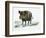 Wild Boar (Sus Scrofa), Suidae, Drawing-null-Framed Giclee Print