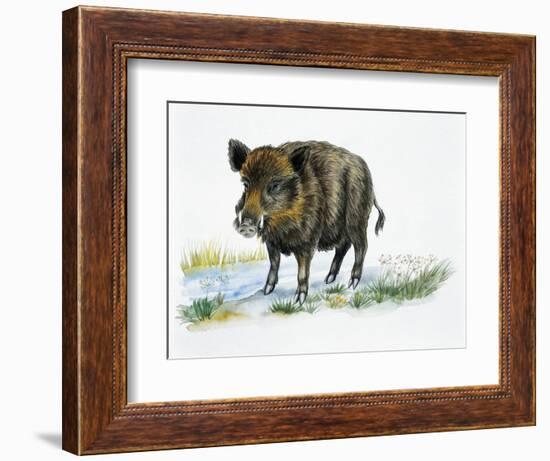 Wild Boar (Sus Scrofa), Suidae, Drawing-null-Framed Giclee Print