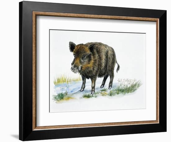 Wild Boar (Sus Scrofa), Suidae, Drawing-null-Framed Giclee Print