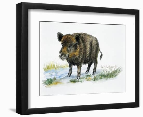 Wild Boar (Sus Scrofa), Suidae, Drawing--Framed Giclee Print