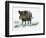 Wild Boar (Sus Scrofa), Suidae, Drawing-null-Framed Giclee Print