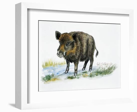 Wild Boar (Sus Scrofa), Suidae, Drawing-null-Framed Giclee Print