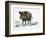 Wild Boar (Sus Scrofa), Suidae, Drawing-null-Framed Giclee Print