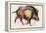 Wild Boar Trotting, 1999-Mark Adlington-Framed Premier Image Canvas