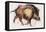 Wild Boar Trotting, 1999-Mark Adlington-Framed Premier Image Canvas