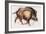 Wild Boar Trotting, 1999-Mark Adlington-Framed Giclee Print