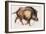 Wild Boar Trotting, 1999-Mark Adlington-Framed Giclee Print