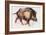 Wild Boar Trotting, 1999-Mark Adlington-Framed Giclee Print