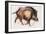 Wild Boar Trotting, 1999-Mark Adlington-Framed Giclee Print