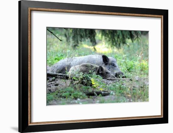 Wild Boar-Reiner Bernhardt-Framed Photographic Print