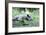 Wild Boar-Reiner Bernhardt-Framed Photographic Print