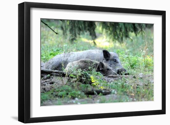 Wild Boar-Reiner Bernhardt-Framed Photographic Print