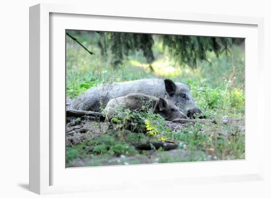 Wild Boar-Reiner Bernhardt-Framed Photographic Print