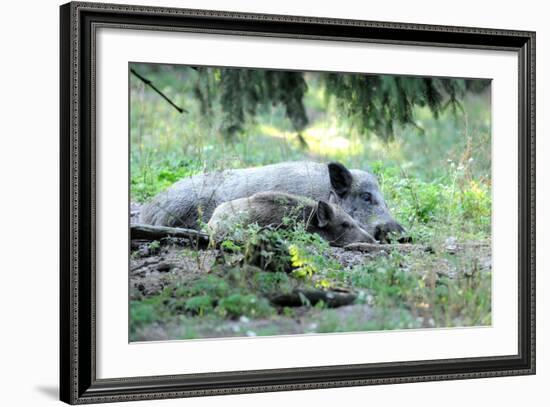 Wild Boar-Reiner Bernhardt-Framed Photographic Print