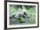 Wild Boar-Reiner Bernhardt-Framed Photographic Print