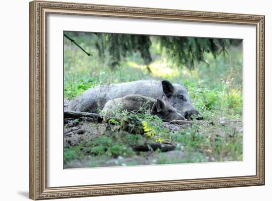 Wild Boar-Reiner Bernhardt-Framed Photographic Print