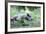 Wild Boar-Reiner Bernhardt-Framed Photographic Print