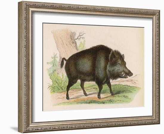 Wild Boar-null-Framed Art Print