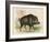 Wild Boar-null-Framed Art Print