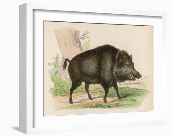 Wild Boar-null-Framed Art Print