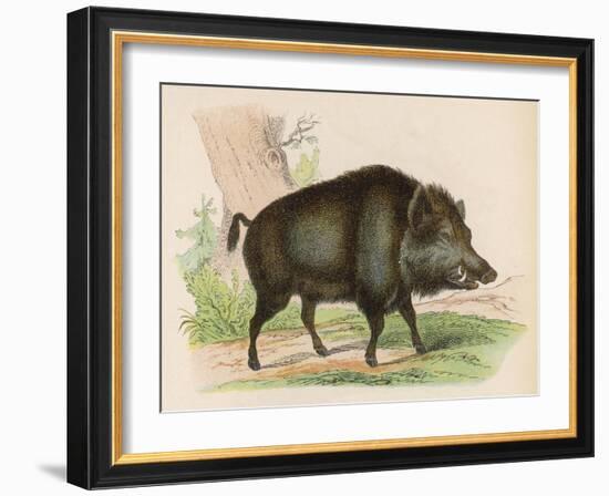 Wild Boar-null-Framed Art Print