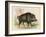 Wild Boar-null-Framed Art Print