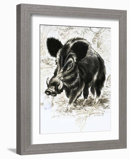 Wild Boar-English School-Framed Giclee Print