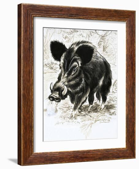 Wild Boar-English School-Framed Giclee Print