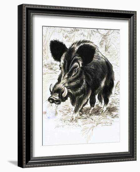 Wild Boar-English School-Framed Giclee Print