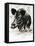 Wild Boar-English School-Framed Premier Image Canvas