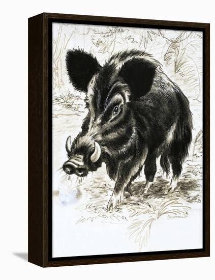 Wild Boar-English School-Framed Premier Image Canvas