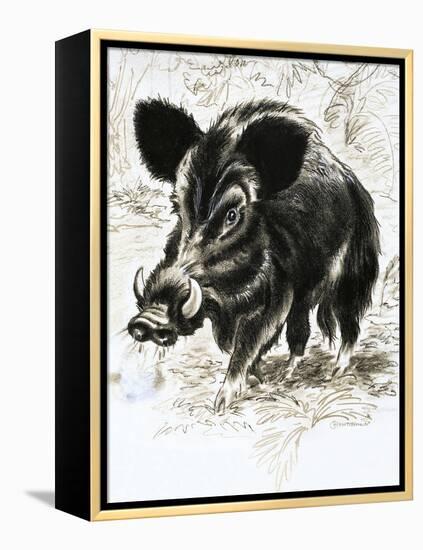 Wild Boar-English School-Framed Premier Image Canvas