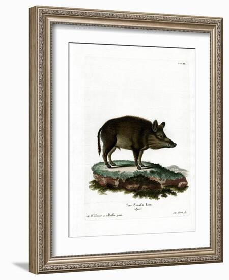 Wild Boar-null-Framed Giclee Print