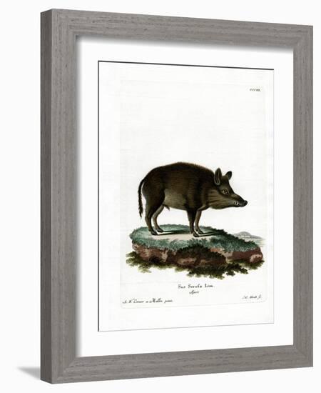 Wild Boar-null-Framed Giclee Print