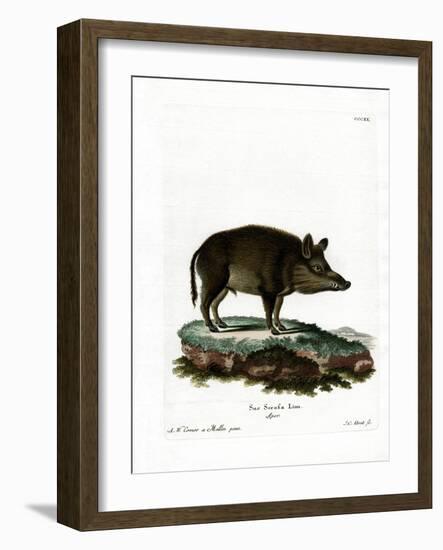 Wild Boar-null-Framed Giclee Print