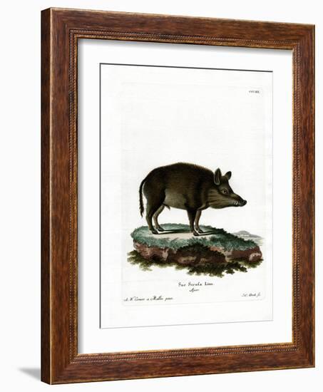 Wild Boar-null-Framed Giclee Print