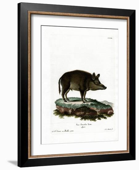 Wild Boar-null-Framed Giclee Print