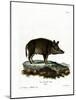 Wild Boar-null-Mounted Giclee Print