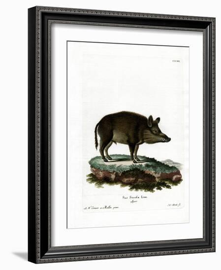 Wild Boar-null-Framed Giclee Print