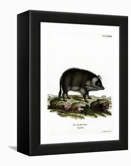 Wild Boar-null-Framed Premier Image Canvas