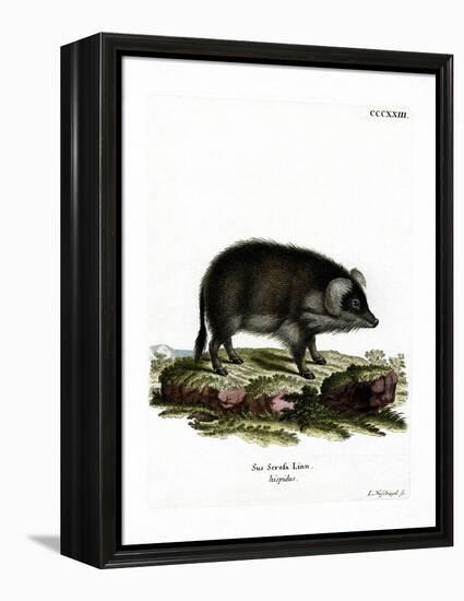 Wild Boar-null-Framed Premier Image Canvas