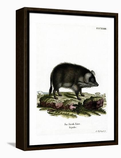 Wild Boar-null-Framed Premier Image Canvas