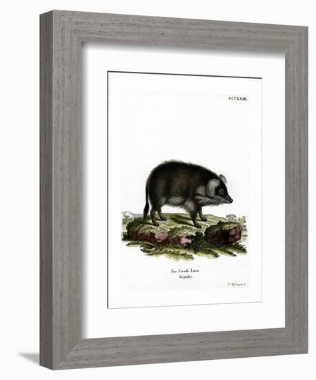 Wild Boar-null-Framed Giclee Print