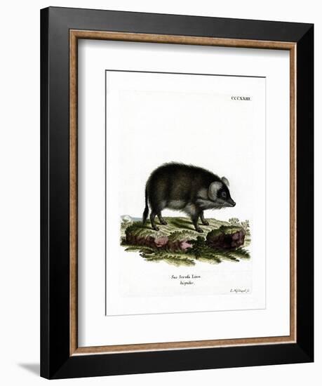 Wild Boar-null-Framed Giclee Print