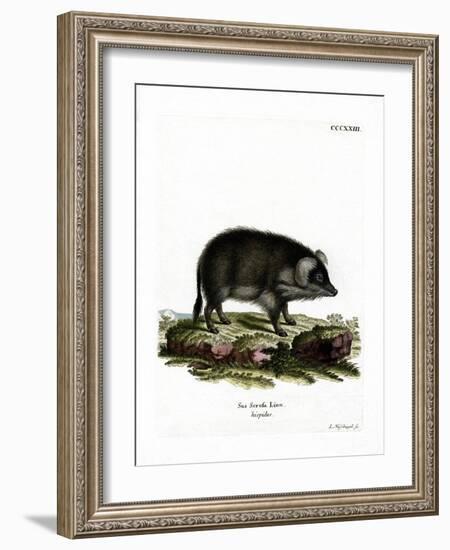 Wild Boar-null-Framed Giclee Print