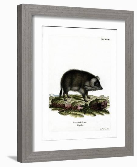 Wild Boar-null-Framed Giclee Print